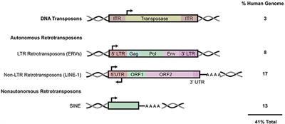 Transposable Elements, Inflammation, and Neurological Disease